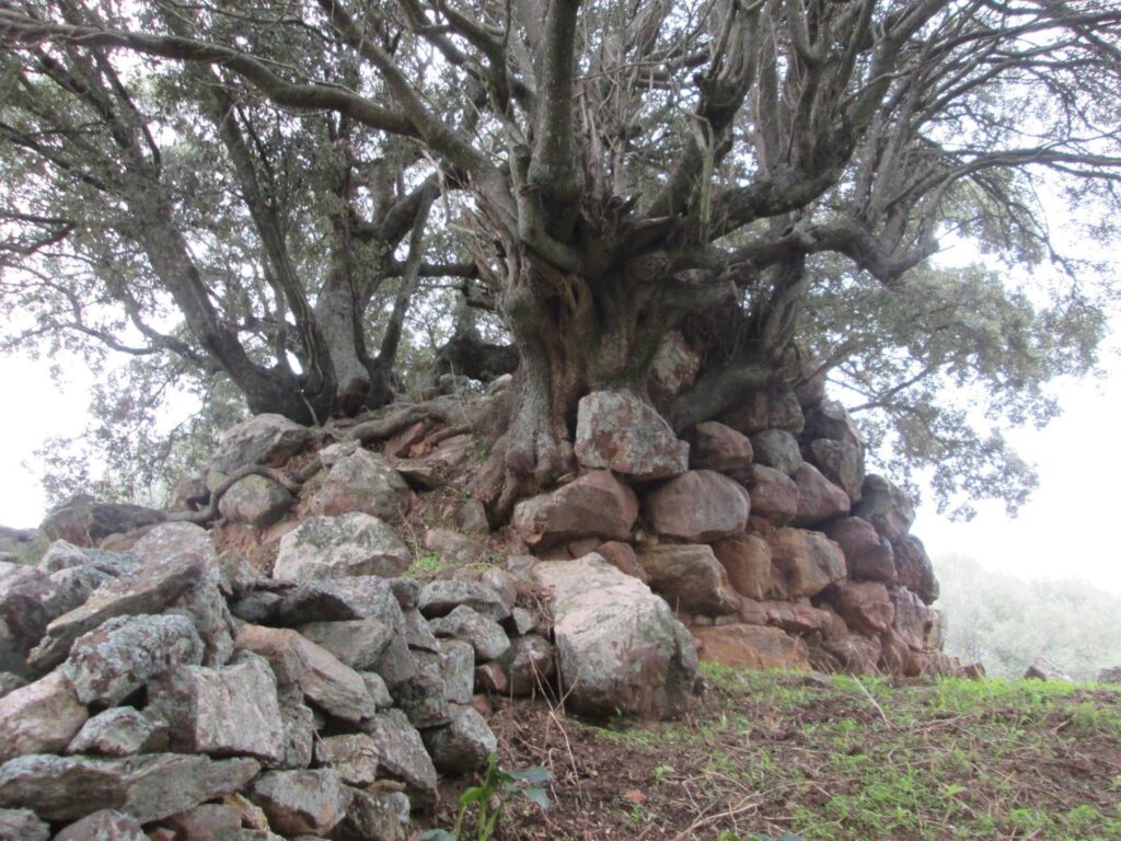 The nuraghe Orrubiu di Laconi